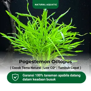 Pogestemon Octopus 15 Batang - Tanaman Aquascape - Tanaman Hidup Akuarium