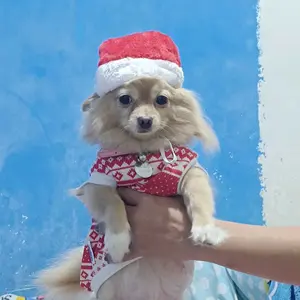 Topi Natal Anjing Kucing - Topi Natal Anabul - Kostum Natal Untuk Hewan Peliharaan - Aksesories Natal Kucing Anjing