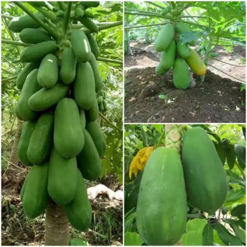 Benih Bibit Buah Pepaya Bangkok Unggul Pepaya Thailand 2