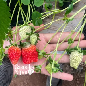 Varietas Shancino Bibit Strawberry Hibrida (Shantung x Sachinoka)