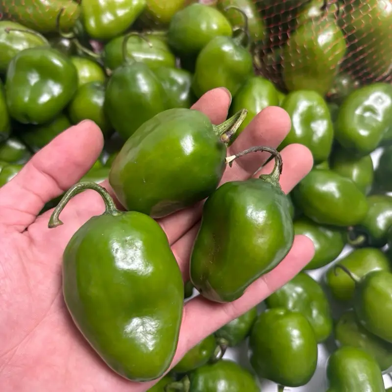 spesial caramel x Afresh cabe gendot segar 1