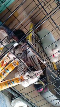 Product Review of Olive Care SINGLE CREAMY TREATS 16gr & 20gr Snack Cemilan Kucing Bernutrisi dengan Daging Ayam/Salmon/Tuna Asli with Red Spinach/Winter Squash/Highbush Blueberry from m**a E**a 2