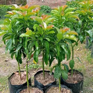 Bibit Alpukat All Jenis Super Rimbun Cepat Berbuah