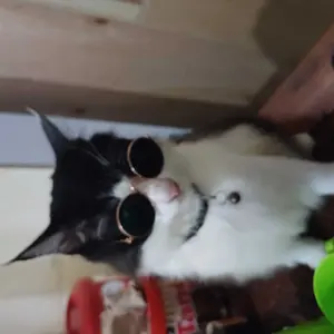 PawpediaStore - Kacamata Untuk Anabul Kecil Kucing Anjing Bentuk Dan Warna Banyak Melindungi Mata Dari Sinar UV Original Gratis Ongkir