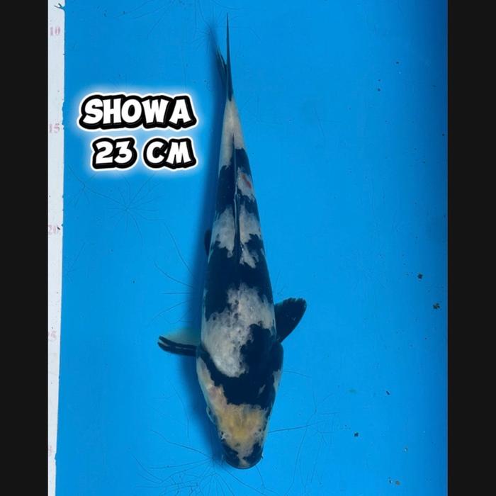 Gambar ikan koi Blitar / cemani farm / Showa 004 dari cemani farm koi Kota Administrasi Jakarta Selatan Tokopedia