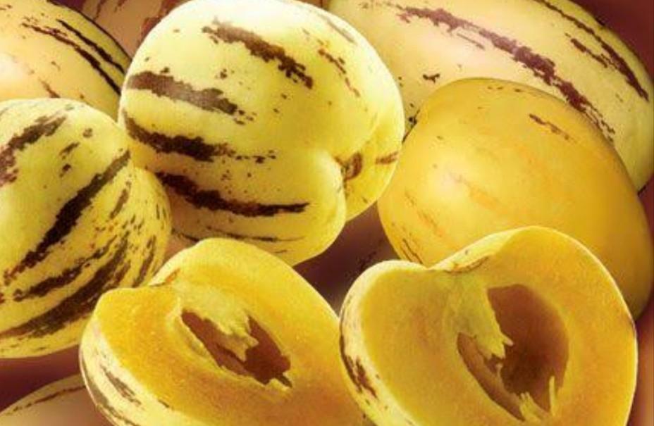 kemasan premium biji benih tanaman buah pepino kuning impor f1 ( isi -+ 100 butir biji benih)