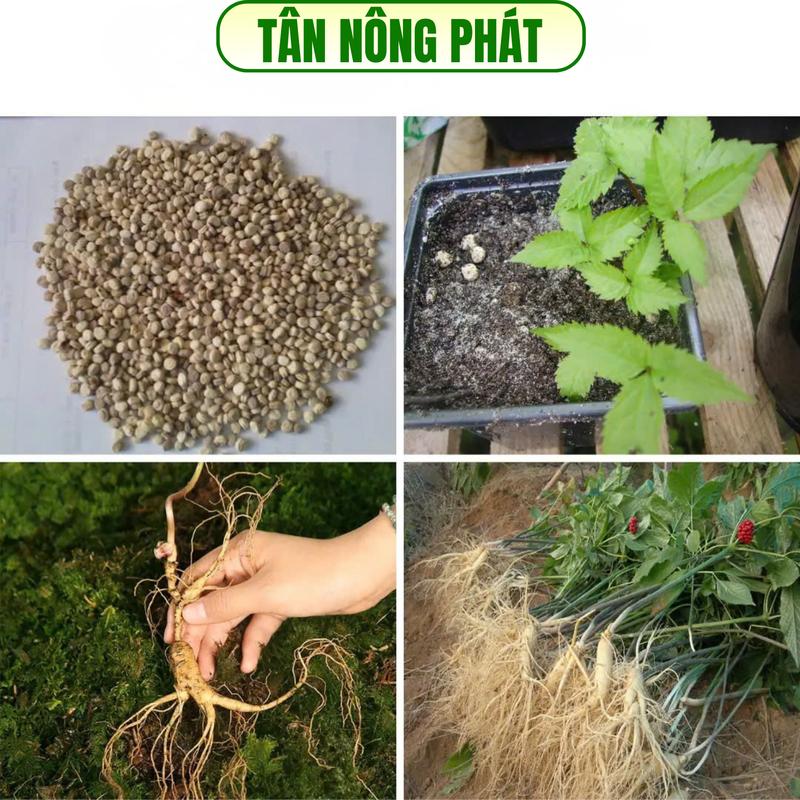 Hạt Giống Nhân Sâm, Chịu Nhiêt Tốt Trồng Được Năm, Năng Suất Cao - Mseed