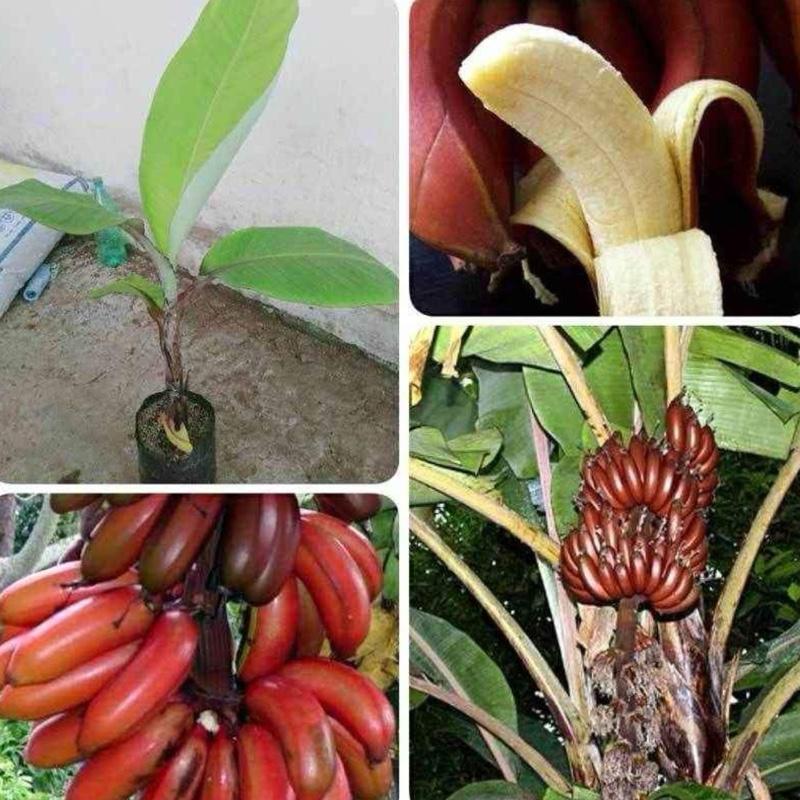 Tanaman/bibit pisang merah/pisang kidang 0