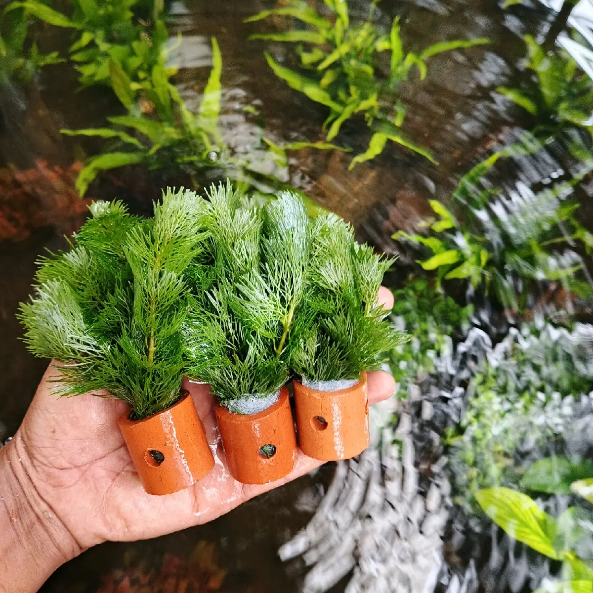 3 pot tanaman sintentis kabomba grin media pot hiasan akuarium dekorasi akuarium