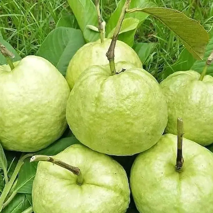 BENIH Tanaman Jambu kristal merah( bibit buah jambu kristal merah )