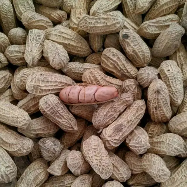 kacang kulit sangrai 1000gr Camilan Snack Kering