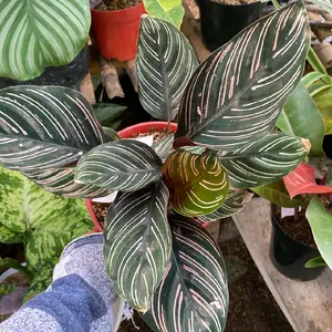 tanaman calathea ornata rimbun