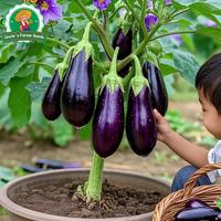 Gambar 100% Asli 200 Biji Benih Terong Ungu Besar Hasil Tinggi Untuk Menanam Tanaman Sayuran Benih Terong Bulat Hibrida F1 Benih Organik Segar Benih Sayuran Bonsai Untuk Berkebun Benih Condor Buto Ng Gulay Bibit Sayuran Benih Talong Mudah Tumbuh - 4 packs - Seeds dari Benih Pilihan Alam Kota Administrasi Jakarta Pusat 2 Tokopedia