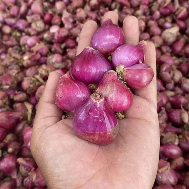 Bawang Merah Lokal 500gr - Asli Probolinggo, Kualitas Terbaik -, Spices