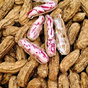 Kacang Tanah Lurik 1 Kilogram Fresh