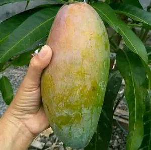 bibit  Pohon mangga KIOJAY JUMBO asli okulasi cepat berbuah