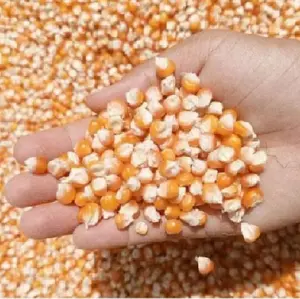 jagung kuning pipil jagung baru 1kg Wijen Kering