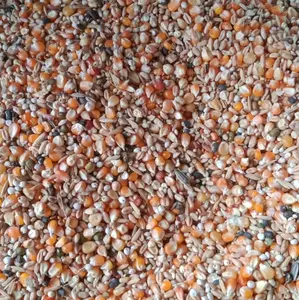 Jagung Utuh campuran biji-bijian kemasan 1kg cocok untuk hewan peliharaan Burung