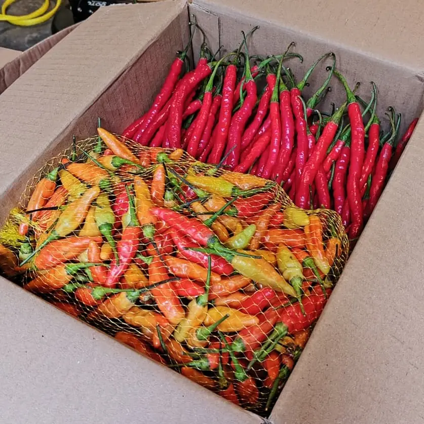 cabai campur 1kg / cabe campur 1kilo isi rawit setan 1/2kg + keriting 1/2 kg total 1kilo