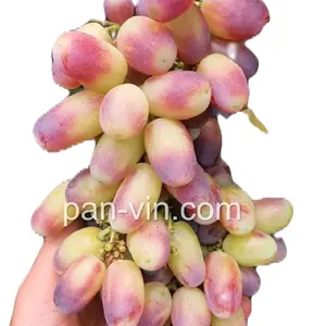 benih bibit anggur import jenis MARIA