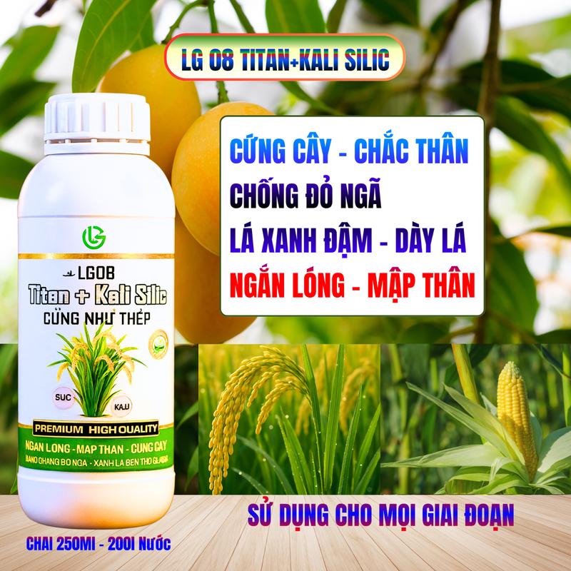 LG08 Titan + Kali Silic – Cứng Cây, Ngắn Lóng, Chống Đổ Ngã - Xanh lá - Dày Lá ( Dùng Cho Mọi Giai Đoạn )