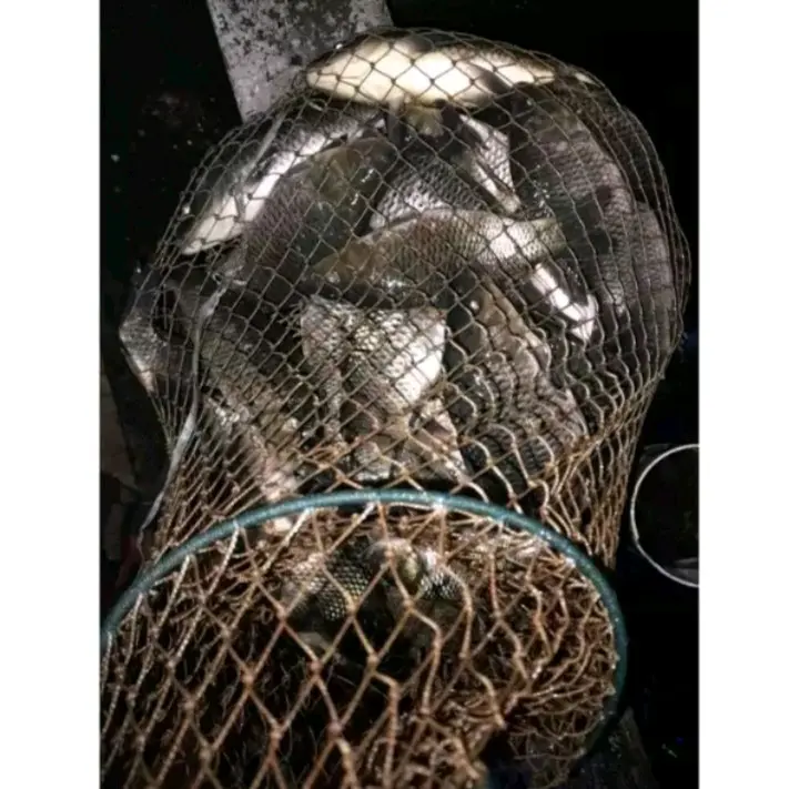 Essen Oplosan Durian Kweni Cempedak Target Ikan Mas Indukan/Babon 043 4