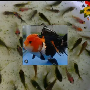 untuk di besarkan anak koki oranda 3 color