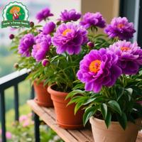 Gambar 20 Biji Benih Bunga Peoni Bonsai Untuk Menanam Tanaman Bunga Peoni Untuk Berkebun Berkebun, Bibit Bonsai, Menanam Bunga, Dekorasi Taman Luar Ruangan Peony Flower Seeds - 4 Paket  dari Benih Pilihan Alam Kota Administrasi Jakarta Pusat 3 Tokopedia