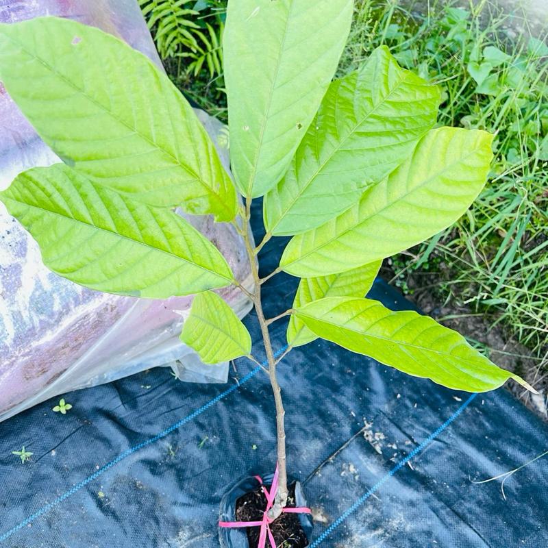 Cây giống cacao , chuẩn giống loại nhanh lớn và mau cho trái