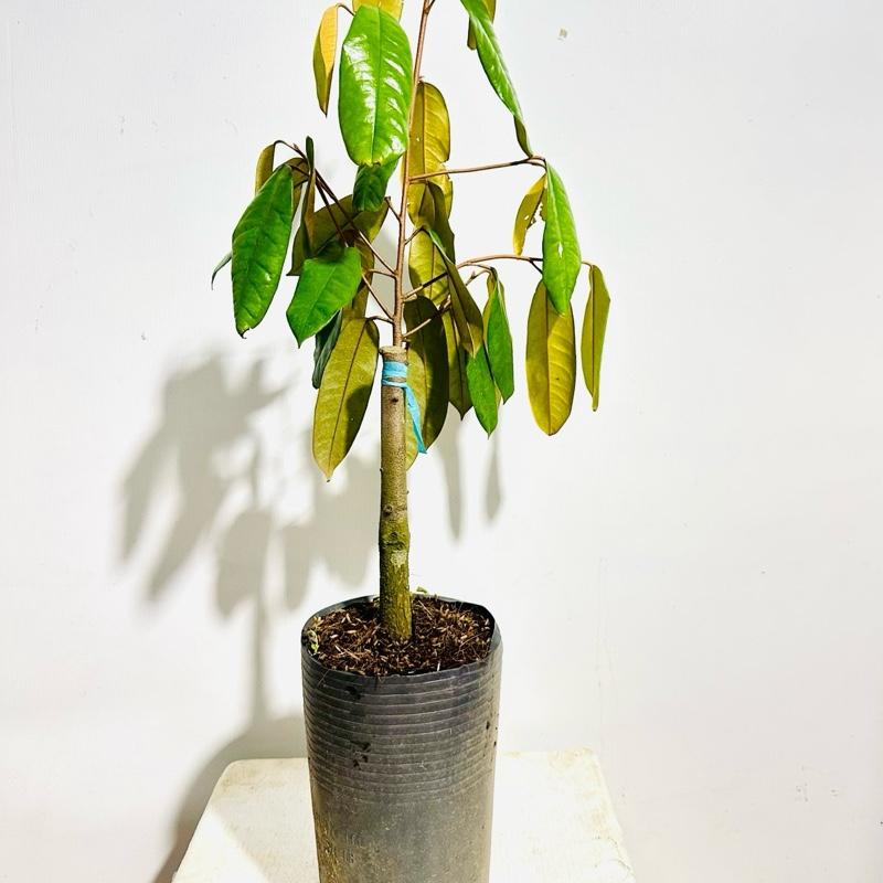 Cây Giống Độc Lạ - Cây giống sầu riêng ruột đỏ hạt