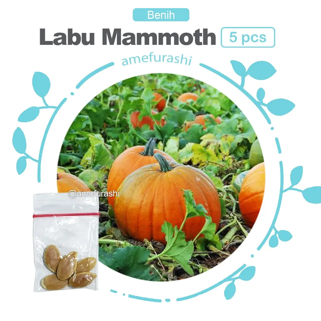 Labu Mammoth 5 Biji