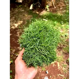 MURAH!! Rumput Peking / rumput jepang UK 1 Lempeng rumput segar terlaris
