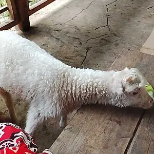 SUSU PROFAT HEWAN TERNAK 1KG