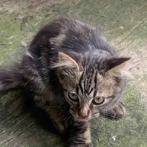 SALSA Dream Hair Color - Cat Rambut Permanen Praktis Intens Tahan Lama Semir Rambut permanent hair color colour pewarna rambut salsa Salsa dream all colour