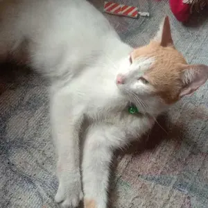 (Harga 1 Biji) Collar Kalung Hewan Lonceng Bunyi Motif Ikan Tulang Garis Bunga Kawat Kucing Kalung Leher Kucing Anjing Cat Collar Dengan Buckle