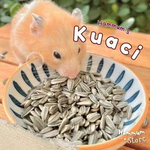 KUACI - Sunflower Seeds Hamster | Makanan Hamster | Snack Hamster