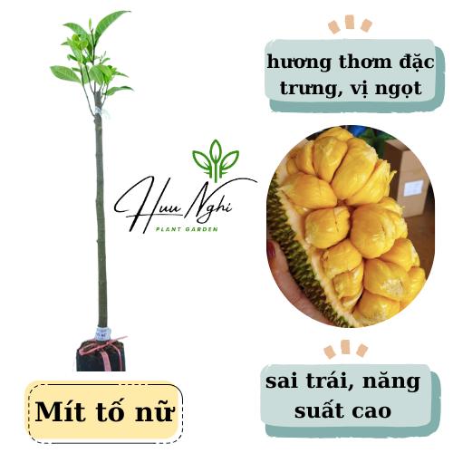  Cây giống Mít tố nữ  cây mít tố nữ xưa  mít tố nữ 