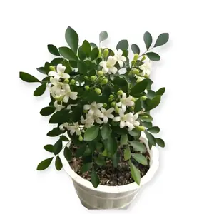 Bunga Kemuning Melati Super Wangi Tanaman