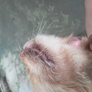 obat sariawan bau mulut spray 30ml kucing