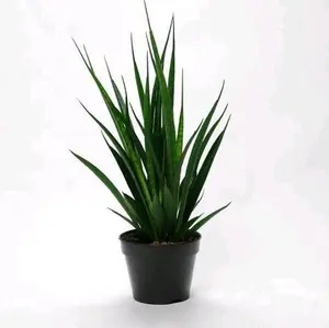 tanaman hias outdoor indoor sansevieria/sansivera dan pot. 5 tanaman + pot