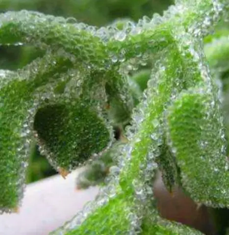 Crystal ice vegetable seeds Big leaf ice grass salad green vegetable seeds garden balcony potted vegetables spring and autumn sowing