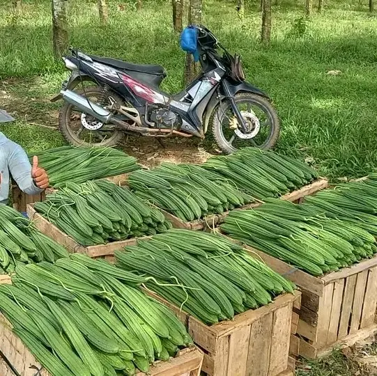 Benih Bibit Gambas Oyong Anggun Tavi F1 (Tahan Virus, mudah Merambat dan Tahan Simpan) Isi 75 Butir Kadaluarsa 2026 Terbaru - Cap Panah Merah (Tanaman Sayuran Umbi Hijau Daun) 5