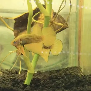 splendens yellow cupang alam wildbetta