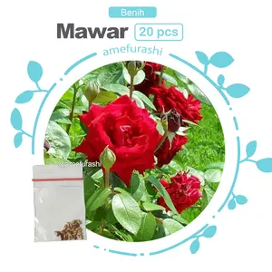 Benih Biji Bunga Mawar Benih Biji Termurah Berkualitas