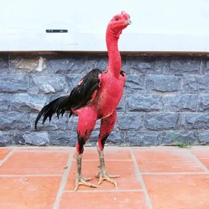 Sâu Sấy Phồng Canxi loại đẹp