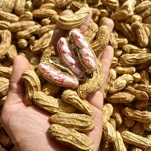 Kacang Lurik Madu 1 KG Fresh Manis