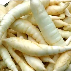 umbi garut fresh banyak manfaat,paket 1 kg