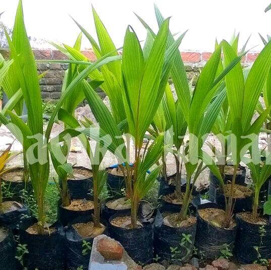 Gambar bibit pohon kelapa gading super dari NAVIKA TAMAN Kab. Bogor Tokopedia