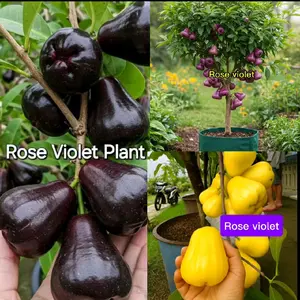 Bibit Jambu Air Promo Dapat 3 Bibit Jambu Hitam Black Guava + Kuning Hellion dan jambu ungu Bibit Hasil okulasi