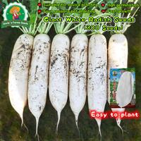 Gambar 100% Asli 300 Biji Lobak Putih Manis Organik Untuk Menanam Sayuran, Benih Labanos Hasil Tinggi, Benih Lobak Raksasa, Benih Sayuran Untuk Berkebun, Benih Tanaman Lobak Hibrida F1, Bibit Sayuran, Sayuran Dalam Ruangan, Menanam Lobak Dalam Pot - 4 packs - Seeds dari Benih Pilihan Alam Kota Administrasi Jakarta Pusat 1 Tokopedia